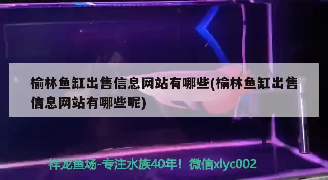 榆林魚缸出售信息網站有哪些(榆林魚缸出售信息網站有哪些呢) 榆林魚缸出售信息網站有哪些(榆林魚缸出售信息網站有哪些呢) 黃金貓魚百科