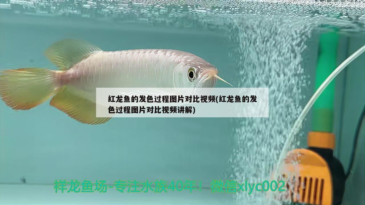 紅龍魚的發色過程圖片對比視頻(紅龍魚的發色過程圖片對比視頻講解) 紅龍魚的發色過程圖片對比視頻(紅龍魚的發色過程圖片對比視頻講解) 元寶鳳凰魚百科