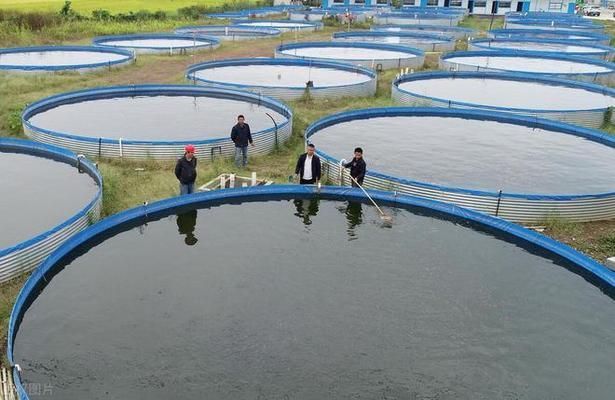 魚塘水霉病怎么治最快（魚塘水霉病快速治療水質管理、藥物干預及預防措施）