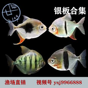 虎紋銀板魚飼料選擇指南，-虎紋銀板魚飼料選擇指南，虎紋銀板魚飼料選擇指南 虎紋銀板魚飼料選擇指南，-虎紋銀板魚飼料選擇指南，虎紋銀板魚飼料選擇指南 虎魚百科 第4張