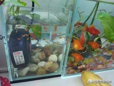 觀賞魚大魚和小魚一起養好嗎視頻（觀賞魚大魚和小魚混養是否合適） 觀賞魚大魚和小魚一起養好嗎視頻（觀賞魚大魚和小魚混養是否合適） 龍年龍魚 第2張