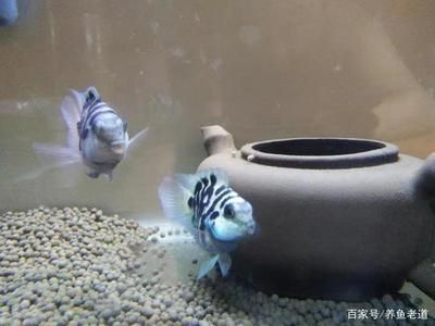 觀賞魚大魚和小魚一起養好嗎視頻（觀賞魚大魚和小魚混養是否合適） 觀賞魚大魚和小魚一起養好嗎視頻（觀賞魚大魚和小魚混養是否合適） 龍年龍魚 第3張