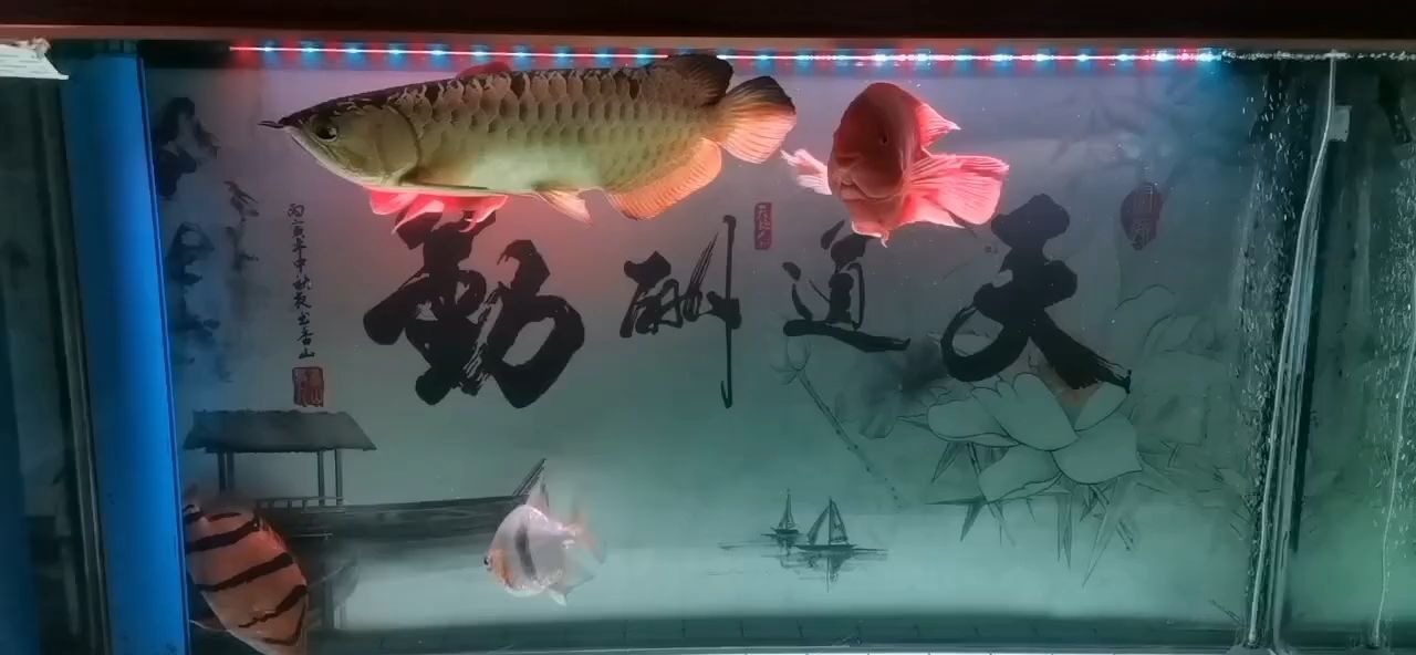 我這缸魚什么檔次