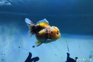 觀賞魚紅色變黑怎么回事啊（觀賞魚紅色變黑可能是由于缺氧、水質問題、水質變化） 觀賞魚紅色變黑怎么回事啊（觀賞魚紅色變黑可能是由于缺氧、水質問題、水質變化） 特里斯紅外線 第4張