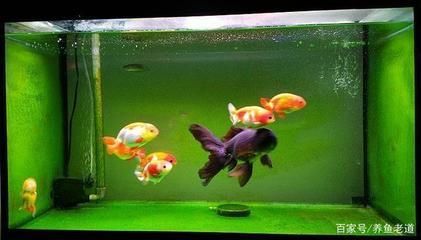 觀賞魚紅色變黑怎么回事啊（觀賞魚紅色變黑可能是由于缺氧、水質問題、水質變化）