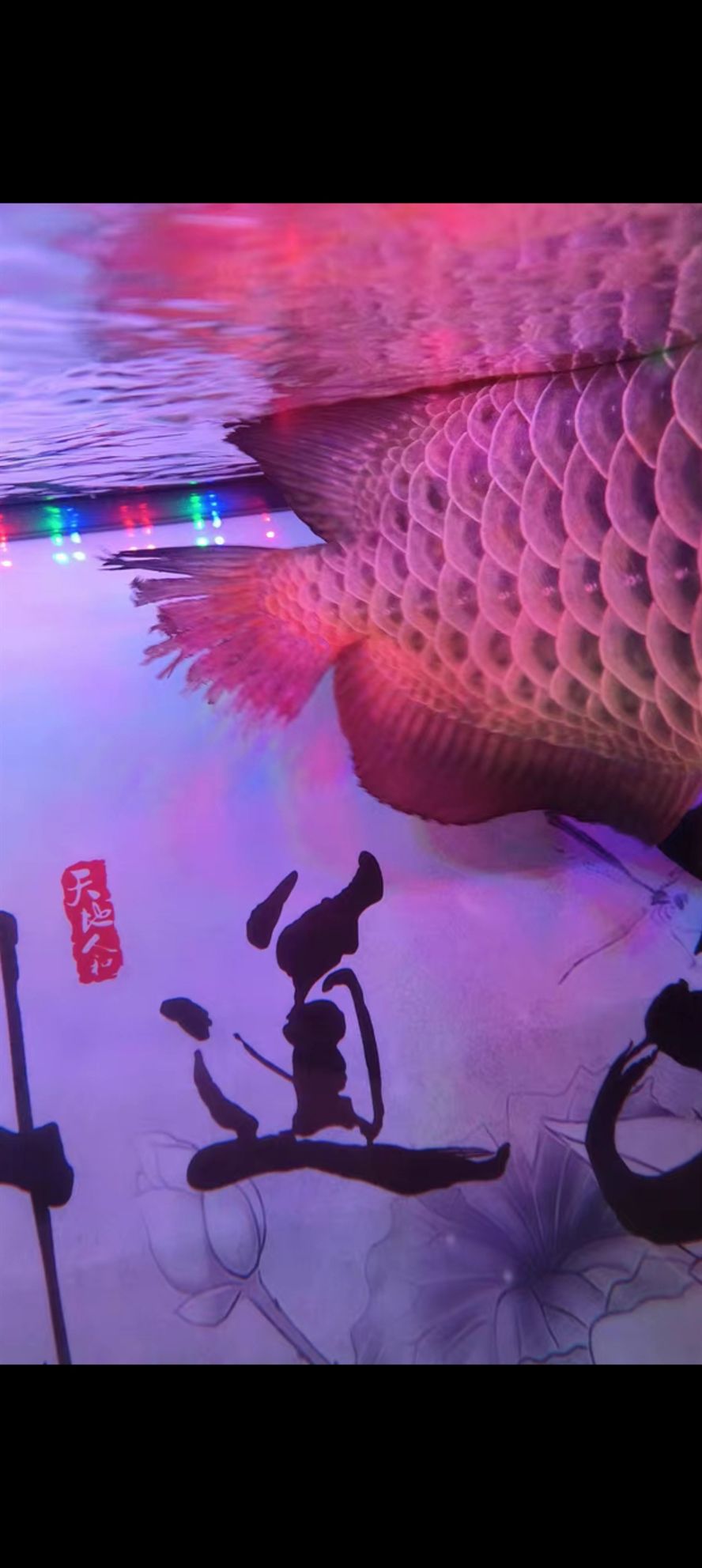 龍魚干蝦有營養嗎 各位老板幫我看看 龍魚論壇 各位老板幫我看看 各位老板幫我看看 龍魚論壇