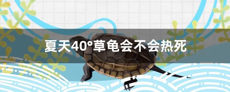 夏天40deg;草龜會不會熱死
