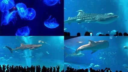 水族館的名字有哪些（水族館名字的創(chuàng)意與選擇） 水族館的名字有哪些（水族館名字的創(chuàng)意與選擇） 水族館百科（水族館加盟） 第3張