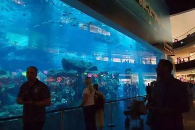 水族館的名字有哪些（水族館名字的創(chuàng)意與選擇） 水族館的名字有哪些（水族館名字的創(chuàng)意與選擇） 水族館百科（水族館加盟） 第4張