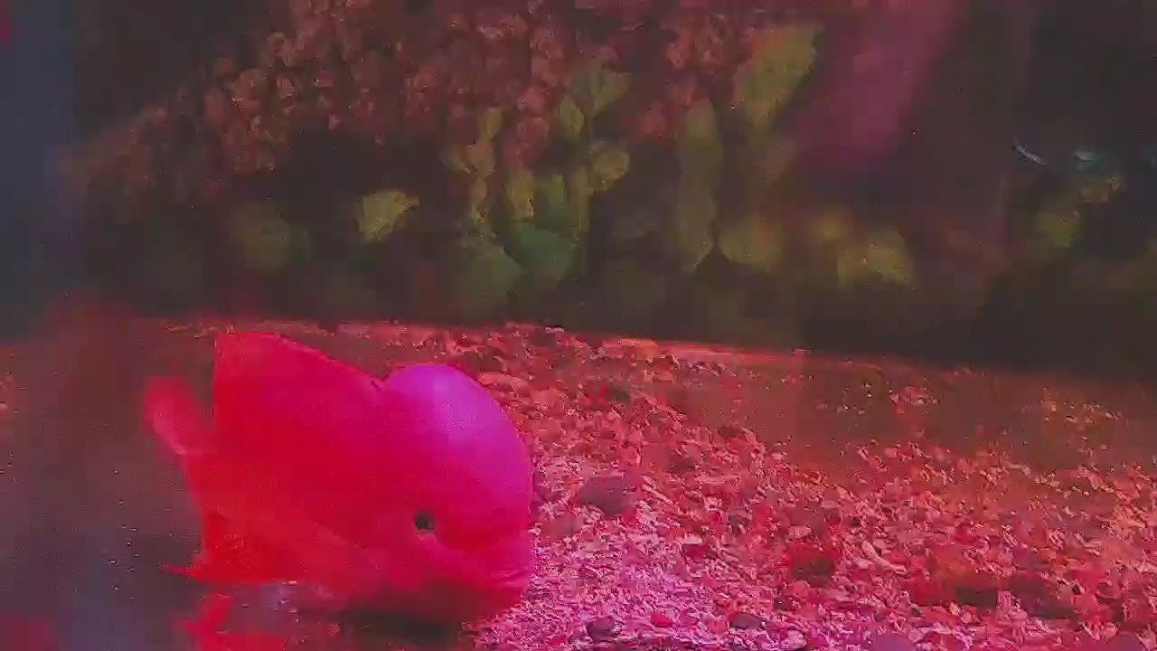 更新一下 大馬騮 更新一下 大馬騮 龍魚論壇