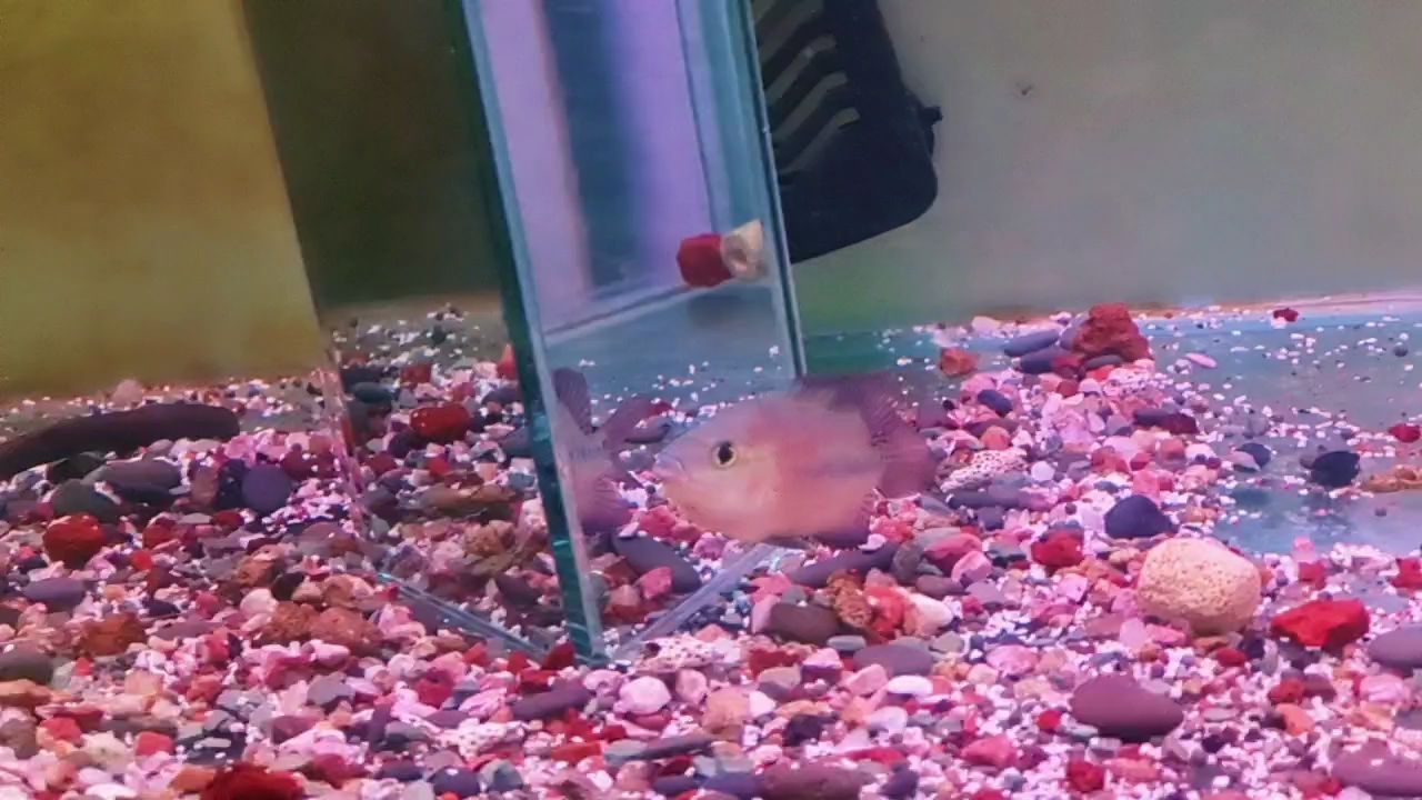 養魚吧