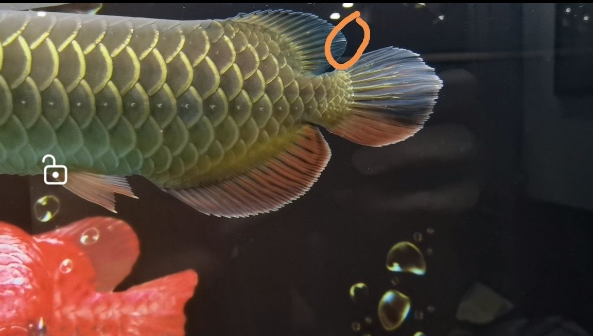 兄弟們，幫忙看看這是蒙眼和燒尾嗎？