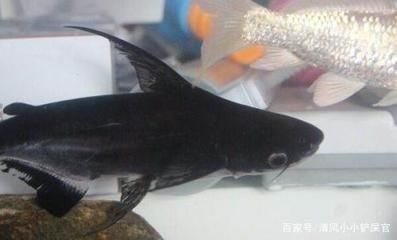 觀賞魚大白鯊能長多大（大白鯊的生活習性）