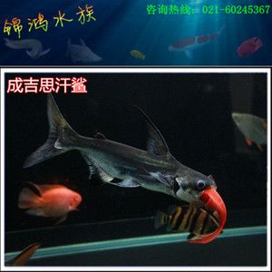 觀賞魚大白鯊能長多大（大白鯊的生活習性）