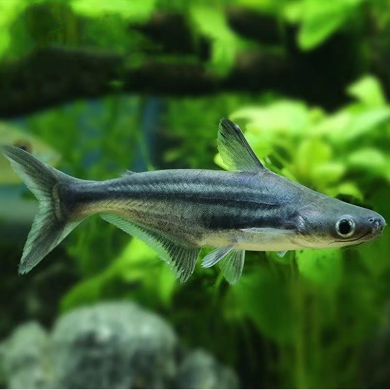 觀賞魚大白鯊能長多大（大白鯊的生活習性）