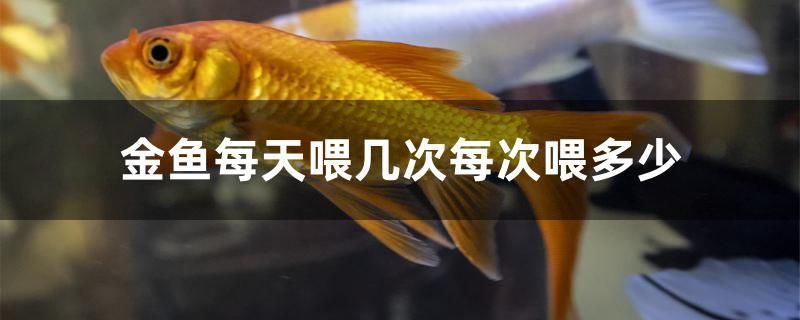 麗水魚缸店在哪里賣魚好賣，麗水養(yǎng)魚場(chǎng)