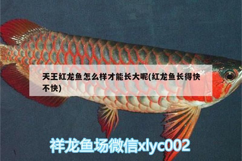 天王紅龍魚怎么樣才能長大呢(紅龍魚長得快不快)
