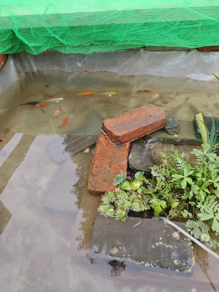 生態(tài) 生態(tài) 龍魚論壇
