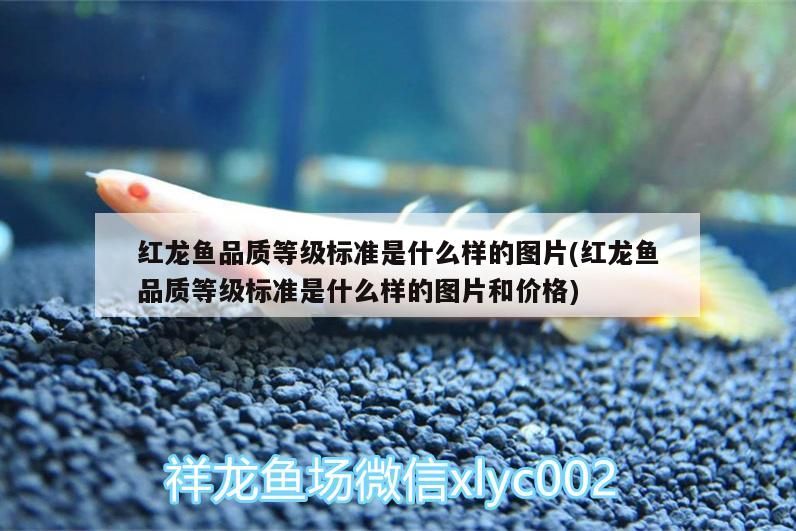 伊罕是雜牌嗎（伊罕好在哪） 伊罕是雜牌嗎（伊罕好在哪） 新加坡三巴旺