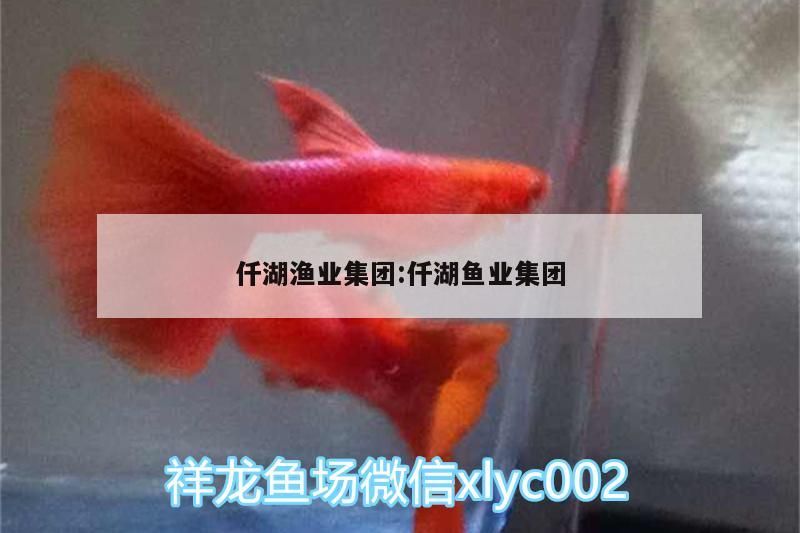 仟湖漁業集團:仟湖魚業集團