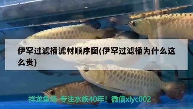 伊罕過濾桶濾材順序圖(伊罕過濾桶為什么這么貴) 伊罕過濾桶濾材順序圖(伊罕過濾桶為什么這么貴) 伊罕水族