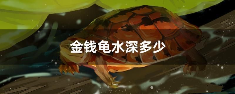 魚缸背景紙價格圖片大全 魚缸背景紙圖片大全孫悟空