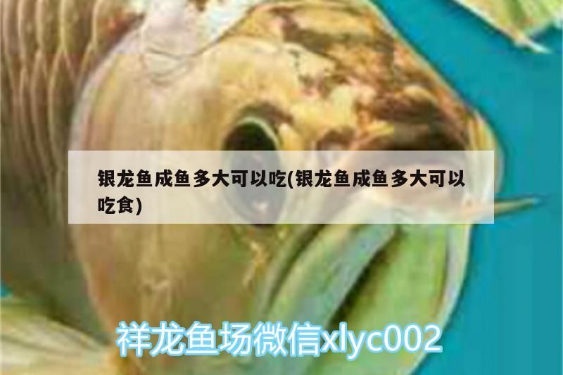 銀龍魚成魚多大可以吃(銀龍魚成魚多大可以吃食)