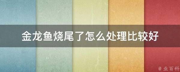 金龍魚燒尾的原因及解決方法：金龍魚水質管理技巧：金龍魚燒尾系統(tǒng)維護金龍魚疾病
