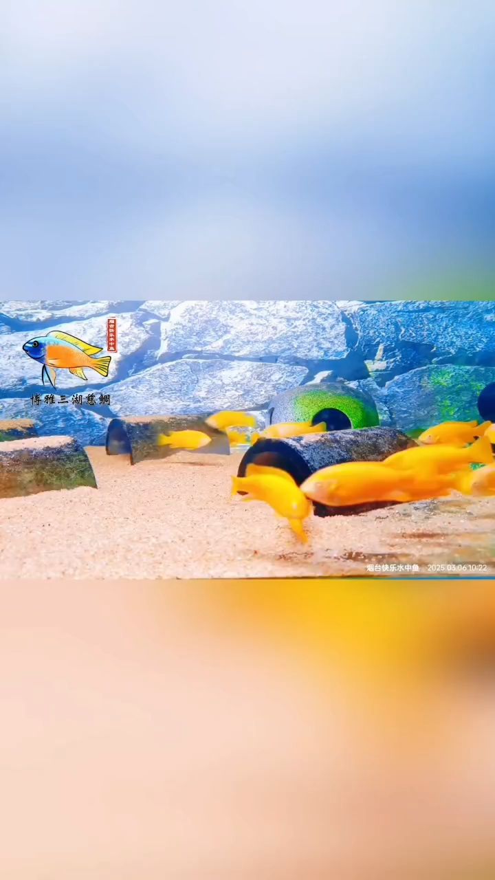 卡丑白子亞成小公魚 卡丑白子亞成小公魚 龍魚論壇