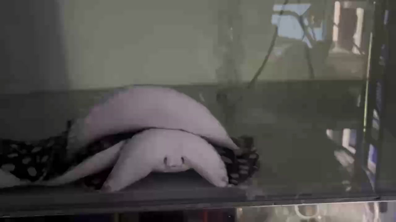 知行合一 知行合一 龍魚論壇