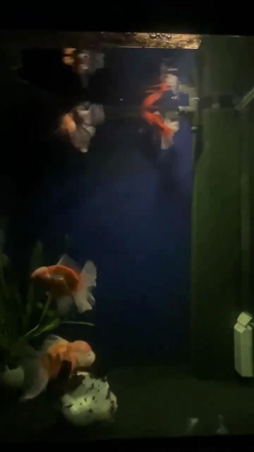 全部康復 龍魚論壇 第1張 全部康復 全部康復 龍魚論壇 第1張