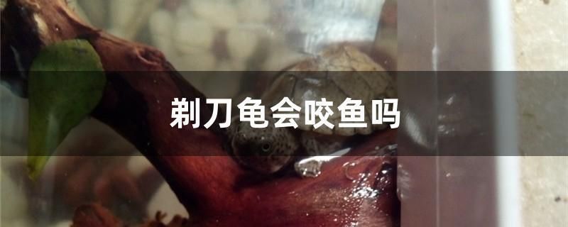 剃刀龜會咬魚嗎 剃刀龜會咬魚嗎 九鼎魚缸