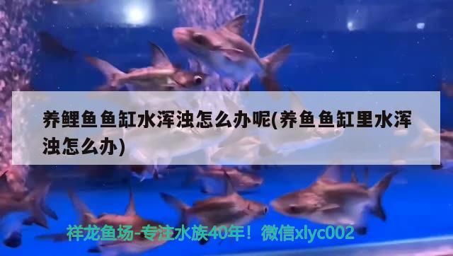 養鯉魚魚缸水渾濁怎么辦呢(養魚魚缸里水渾濁怎么辦) 養鯉魚魚缸水渾濁怎么辦呢(養魚魚缸里水渾濁怎么辦) 元寶鳳凰魚百科