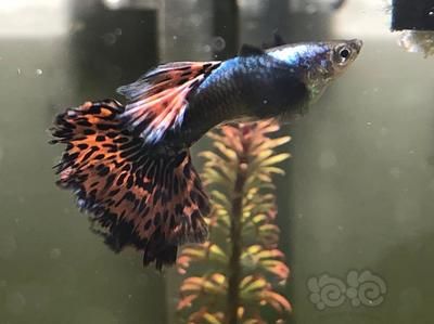 原神假龍魚在哪釣：原神假龍魚在哪？釣魚攻略全解析