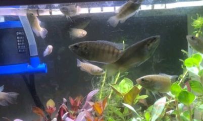百萬魚的觀賞魚有哪些(孔雀魚是一種非常受歡迎的熱帶觀賞魚) 龍年龍魚 第2張 百萬魚的觀賞魚有哪些(孔雀魚是一種非常受歡迎的熱帶觀賞魚) 百萬魚的觀賞魚有哪些(孔雀魚是一種非常受歡迎的熱帶觀賞魚) 龍年龍魚 第2張