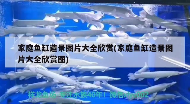 家庭魚缸造景圖片大全欣賞(家庭魚缸造景圖片大全欣賞圖)
