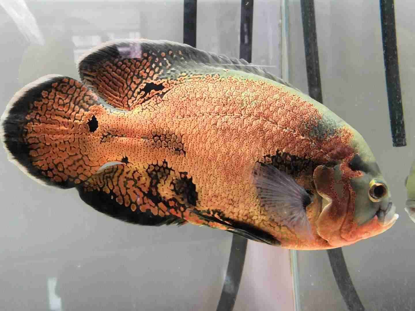 地圖魚公母對照（地圖魚公母的區分）