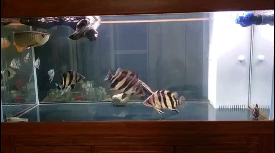 加了沉木魚更開心 加了沉木魚更開心 錦鯉魚百科 第1張