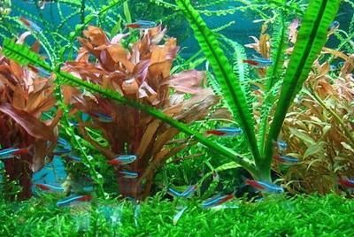 觀賞魚的特點有哪些（觀賞魚的健康管理和疾病防治）