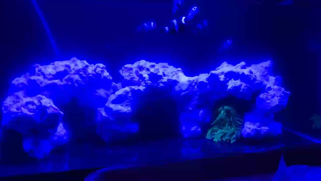 維他命的藥效？ 爆氧？ 維他命的藥效？ 爆氧？ 龍魚論壇