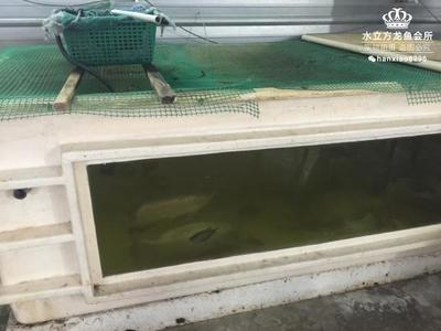 原神假龍魚多久刷新一次：原神假龍魚刷新時(shí)間揭秘 原神假龍魚多久刷新一次：原神假龍魚刷新時(shí)間揭秘 龍魚百科 第2張