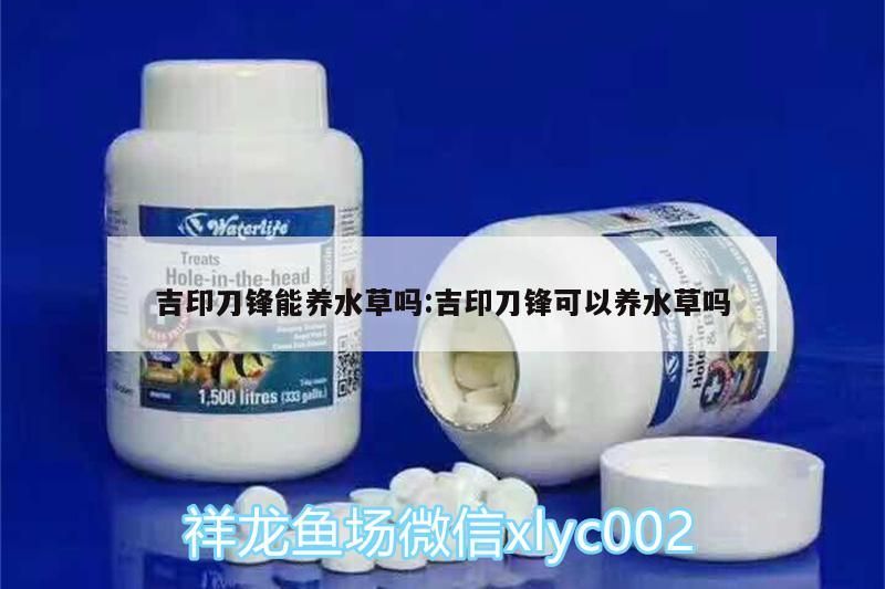 吉印刀鋒能養水草嗎:吉印刀鋒可以養水草嗎