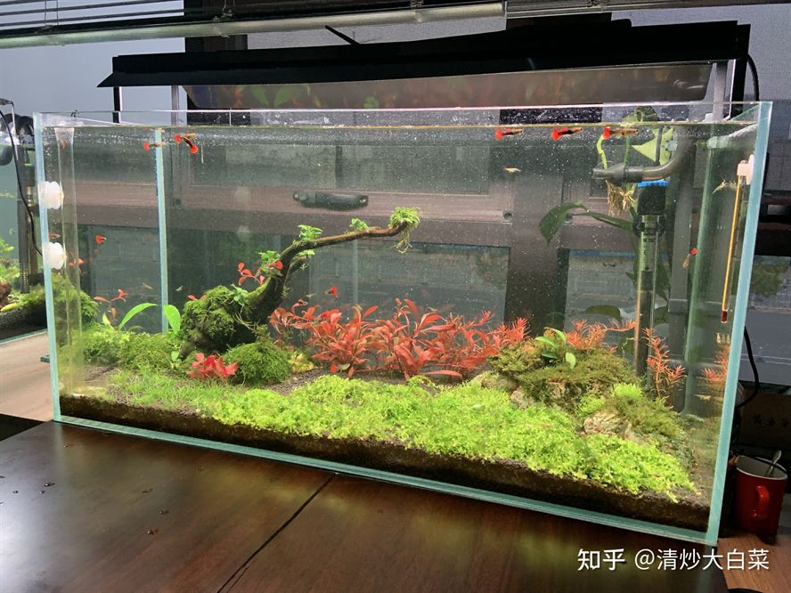 創星與森森