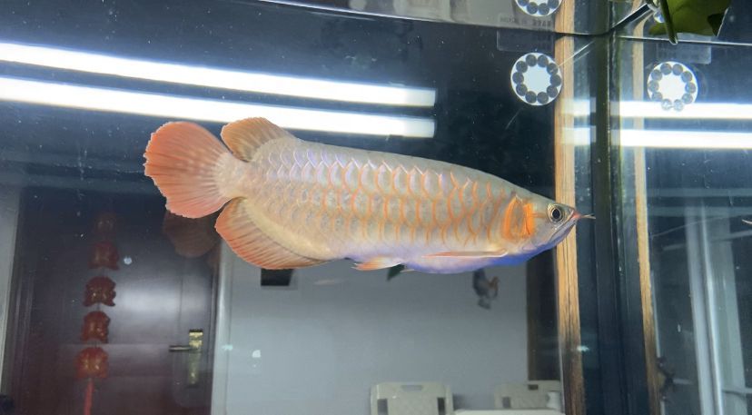 鞍山觀賞魚批發市場地址電話 鞍山批發觀賞魚的市場在哪 鞍山觀賞魚批發市場地址電話 鞍山批發觀賞魚的市場在哪 泗水龍魚