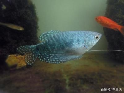 純白色觀賞魚可以吃嗎有毒嗎視頻（純白色觀賞魚可以食用嗎） 純白色觀賞魚可以吃嗎有毒嗎視頻（純白色觀賞魚可以食用嗎） 龍年龍魚 第4張