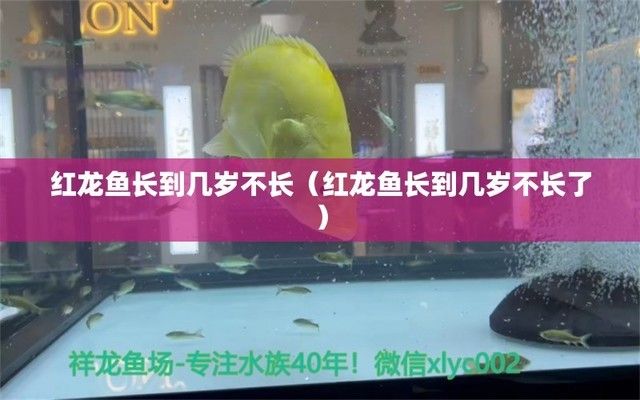 龍魚干蝦有營養嗎 吉印金魚爆藻燈怎么樣(吉印金魚爆藻燈怎么樣好用嗎) 吉印水族 吉印金魚爆藻燈怎么樣(吉印金魚爆藻燈怎么樣好用嗎) 吉印金魚爆藻燈怎么樣(吉印金魚爆藻燈怎么樣好用嗎) 吉印水族