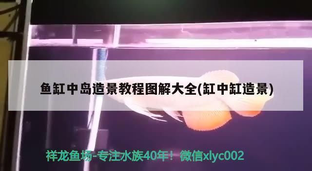 龍魚缸如何造景vs祥龍魚場:祥龍魚場龍魚缸造景基本步驟