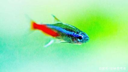 原神假龍魚用什么魚餌：探秘原神假龍魚餌料之謎，垂釣高手的進階指南