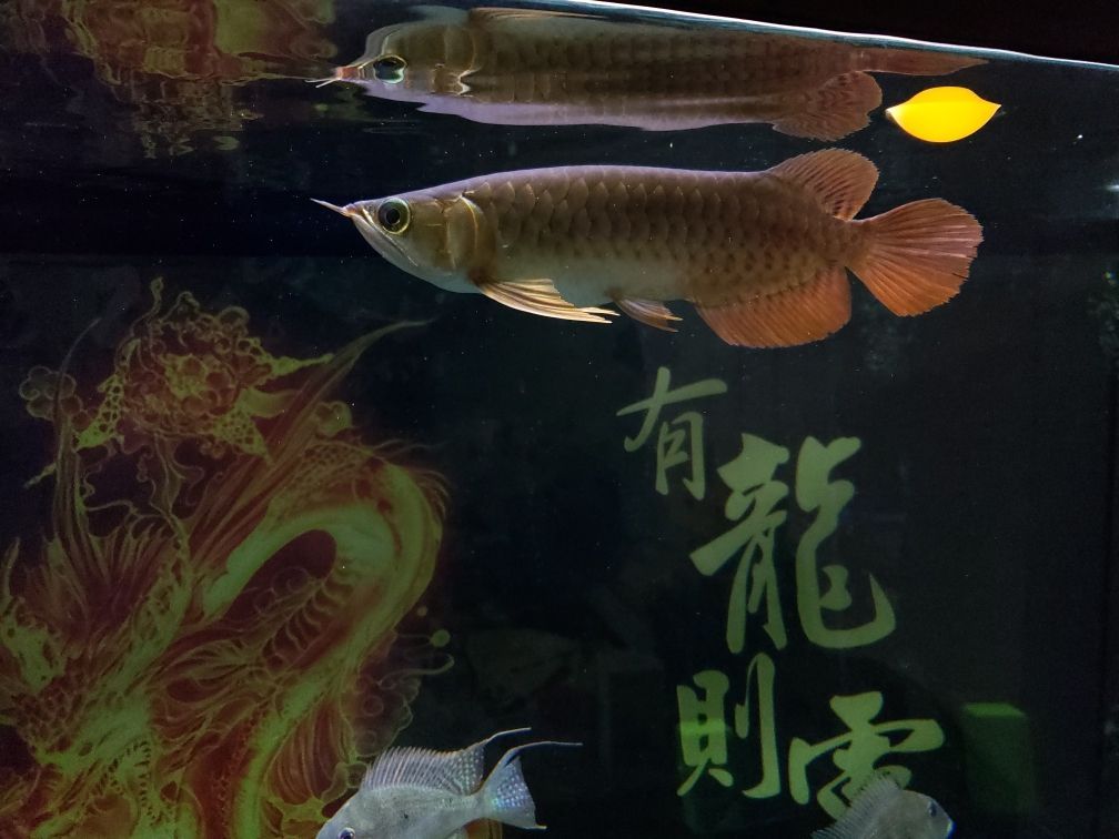 底濾魚缸怎么改造過濾更好 底濾魚缸怎么改造過濾更好呢