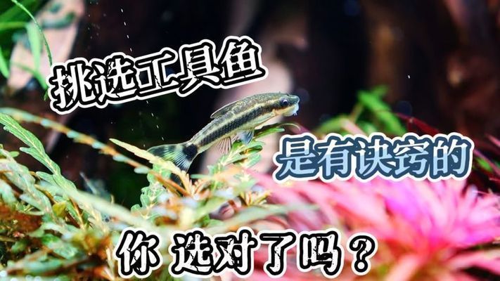 龍魚缸除藻工具魚，龍魚缸除藻工具魚推薦